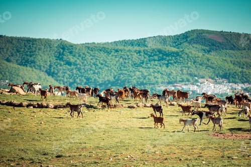 Preview: Herd of Goats
