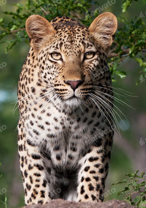 Vista previa: A Best wildlife vacations in Pictures