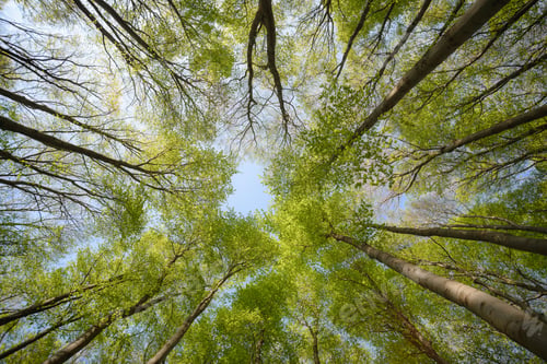 Preview: Beautiful forest scene, bottom view of tall trees