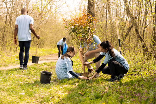 Preview: Team of volunteers digging holes and installing new trees