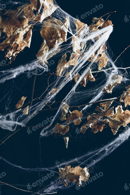 Preview: creepy dry branch in spider web on black, halloween decor
