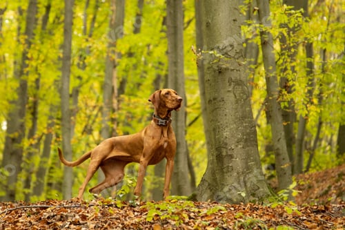 Preview: Vizsla dog standing in the woods during daytime with blur background