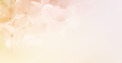 Preview: Sweet Color Hydrangeas In Soft And Blur Style For Background