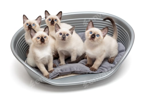 Preview: Five small Thai kittens in a basket