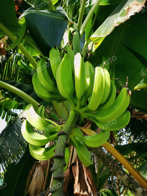 Preview: Low angle view of green bananas growing on tree. Banana palm tree, growth, fresh, fruits.
