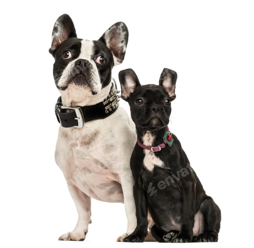 Preview: French Bulldog adult and puppy looking away, 3 months old, isolated on white