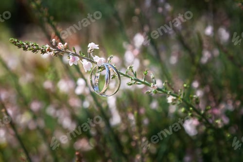 Preview: Closeup view of wedding rings on a flower plant branch