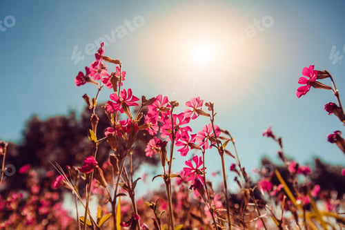 Preview: Blooming wildflowers. Natural blurred background.