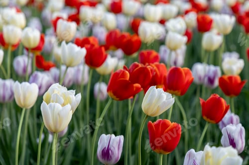 Preview: Field of mixed tulips blooming in park during spring. Tulip festival in Canada