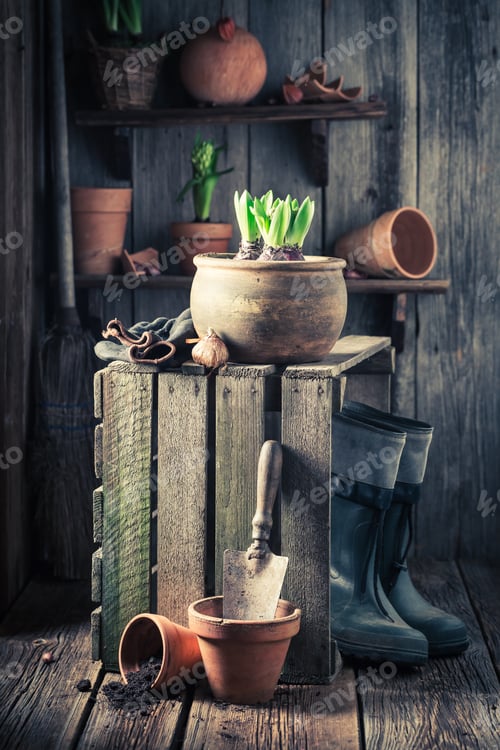 Preview: Young spring flowers and old gardening tools