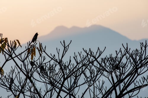 Preview: Bird Silhouette Perched on Tree Branch at Sunset
