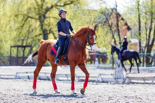 Preview: Young girl riding bay horse on equestrian dressage training