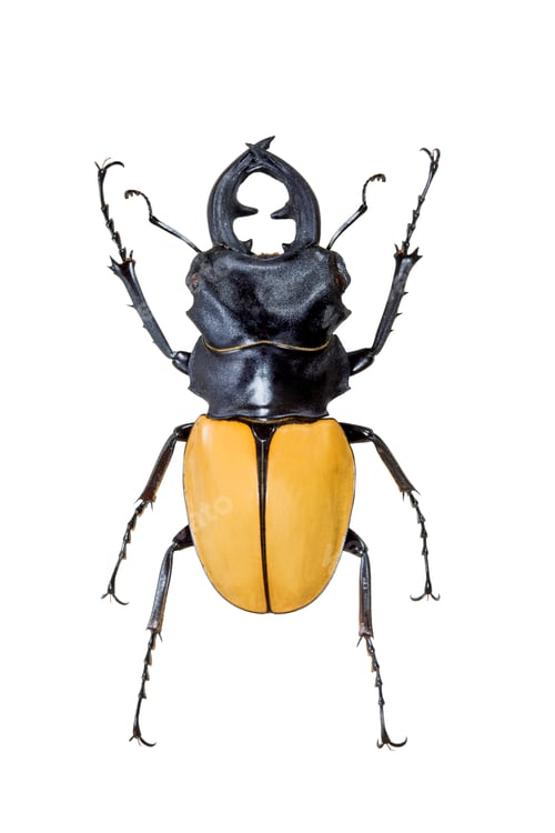 Preview: Insect