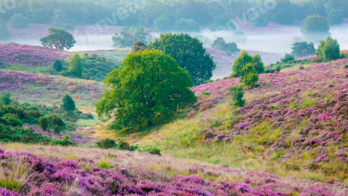 Preview: Blooming Heather fields, purple pink heather in bloom, blooming heater in the Netherlands
