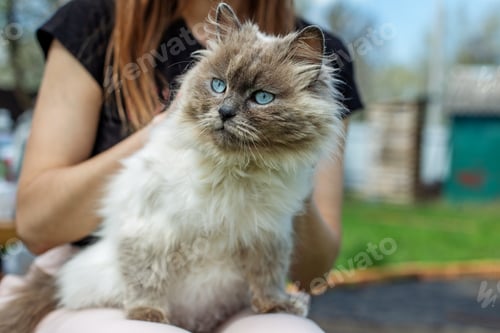 Preview: Himalayan Cat Lounging on Owner in Garden