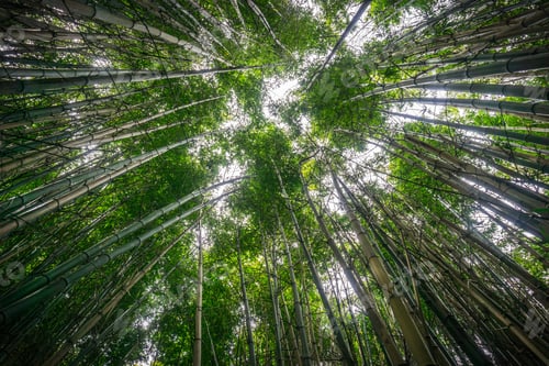 Preview: Looking up in a bamboo forest