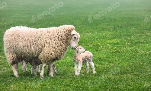 Preview: Funny domestic sheep with newborn lamb in a summer green meadow in foggy morning