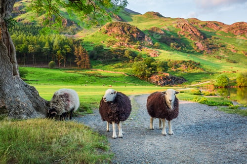 Preview: Curious sheeps on pasture in the Lake District, England