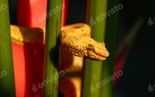 Preview: An Eyelash Viper in Costa Rica