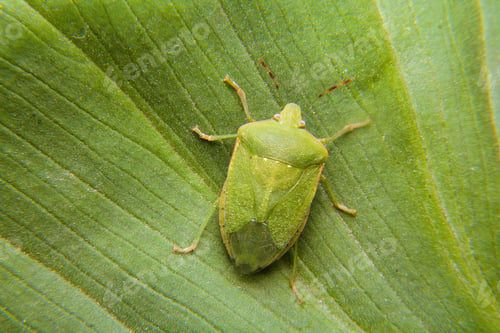 Preview: Macro photo. A smelly green bedbug on a leaf. A small depth of field.
