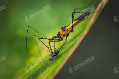 Preview: Selective focus of a milkweed assassin bug killing a fly on a leaf with a blurry background