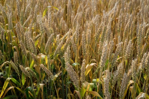 Preview: ripe ears of wheat, top view of cereals