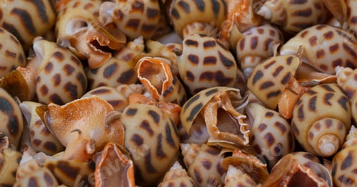 Preview: Fresh sea snail close up