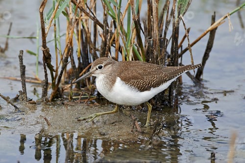 Preview: Common sandpiper (Actitis hypoleucos)