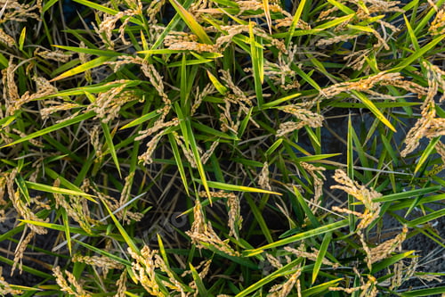 Preview: Top view of rice seeds among the leaves in the field. Albufera Natural Park in Valencia, Spain.