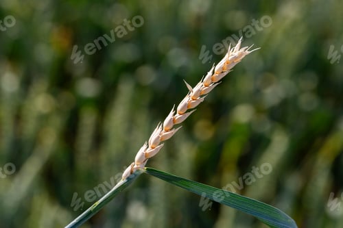 Preview: Signs of root rot disease on wheat