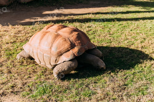 Preview: giant turtle eating grass in zoological park, barcelona, spain