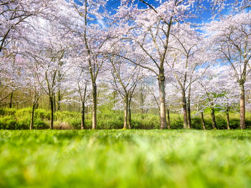 Preview: Cherry blossom in the garden. Spring time. Bright sun and green grass in the meadow.
