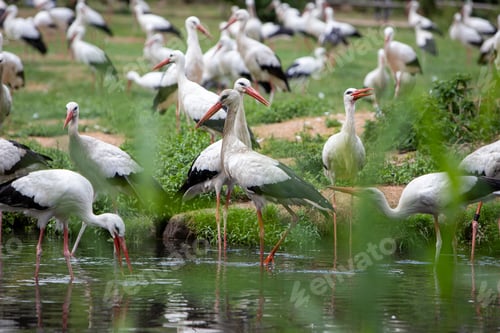 Preview: Flock of white storks standing a lush grassy field near a body of water