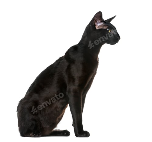 Preview: Oriental Shorthair (8 months old) sitting in front of a white background