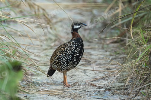 Preview: Black francolin on a dirt path