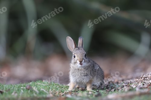 Preview: Closeup shot of a cute little rabbit