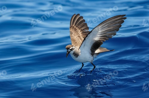 Preview: White-faced Storm Petrel standing on water