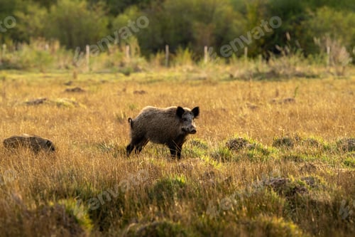 Preview: Herd of wild boars in a grassy field under the sunlight with a blurry background