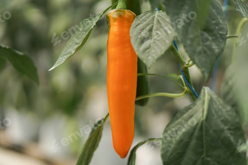 Preview: fresh sweet snack peppers paprika in the green house