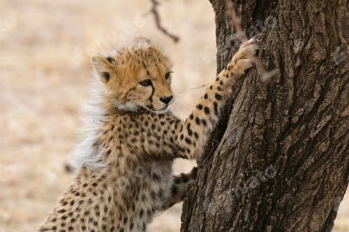Preview: Cheetah cub (Acinonyx jubatus), Masai Mara, Kenya