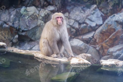 Preview: A Japanese snow monkey or Macaque with onsen in Monkey Park, Nagano , Japan. Wildlife animal.
