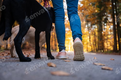 Preview: Low angle view of a woman walking with her dogs through autumn forest