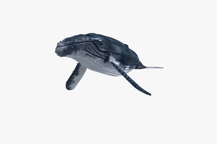 Visualização: Vista lateral da baleia jubarte com boca aberta