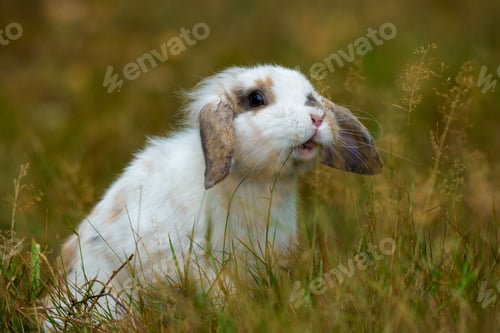 Preview: Closeup of a beautiful Holland Lop rabbit in a field with dry grass