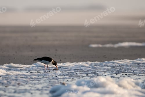 Preview: Eurasian oystercatcher searching for food in the frozen sea in winter