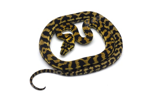 Preview: The carpet tree python isolated on white background