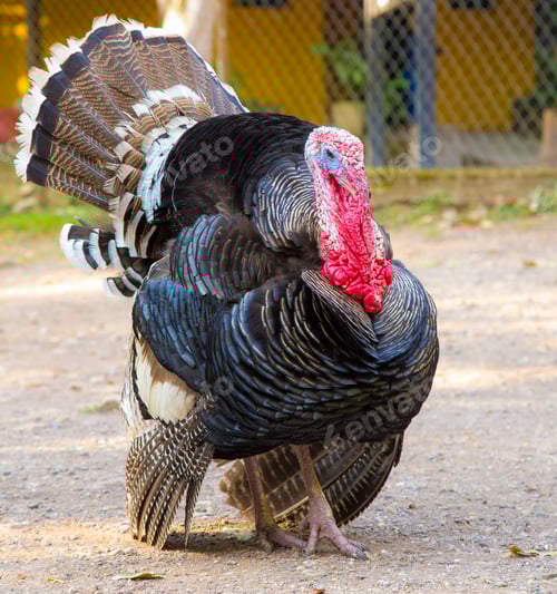 Preview: A turkey in The temples of Copan Ruinas. Honduras