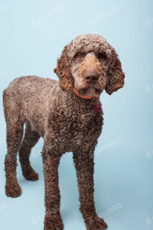 Preview: Adorable brown-colored Labradoodle standing atop a blue-colored surface, next to a small white cup