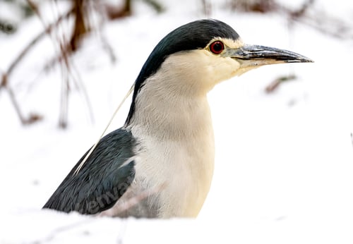 Preview: Portrait Of Kvaka In Snow This Winter