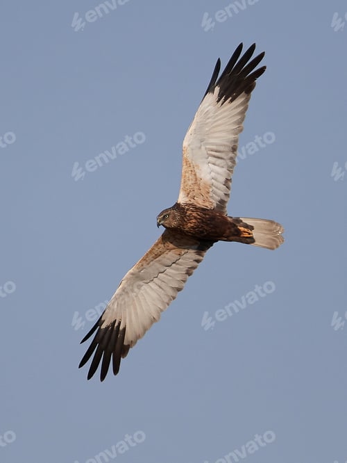 Preview: Western marsh harrier (Circus aeruginosus)